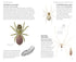 Pocket guide to British Spiders - Richard Lewington 2025